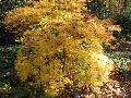 Japanese Maple